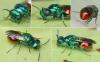 Pseudomalus sp.
